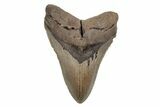 Serrated, 5.28" Fossil Megalodon Tooth - North Carolina - #201753-1